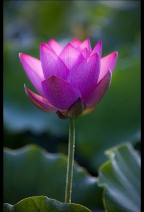 small pink lotus