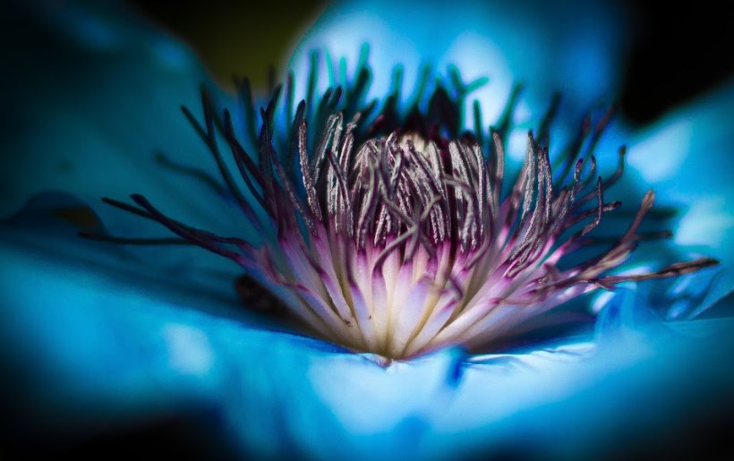 blue passion flower