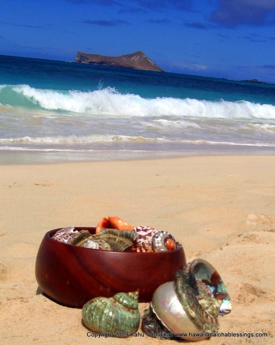 koa bowl and shells