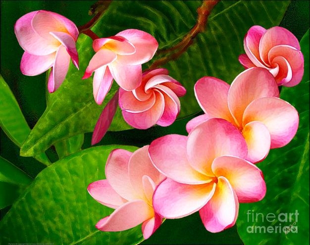 pink-plumeria-ben-and-raisa-gertsberg