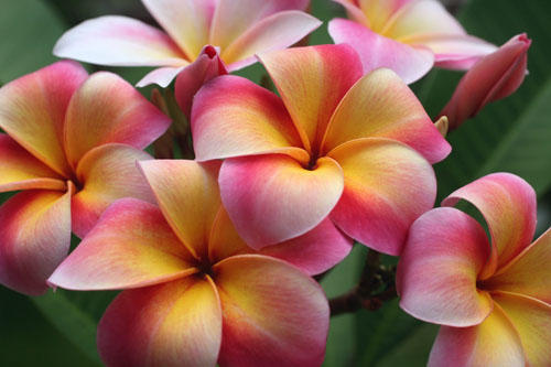 Plumeria.NM.MardiGras