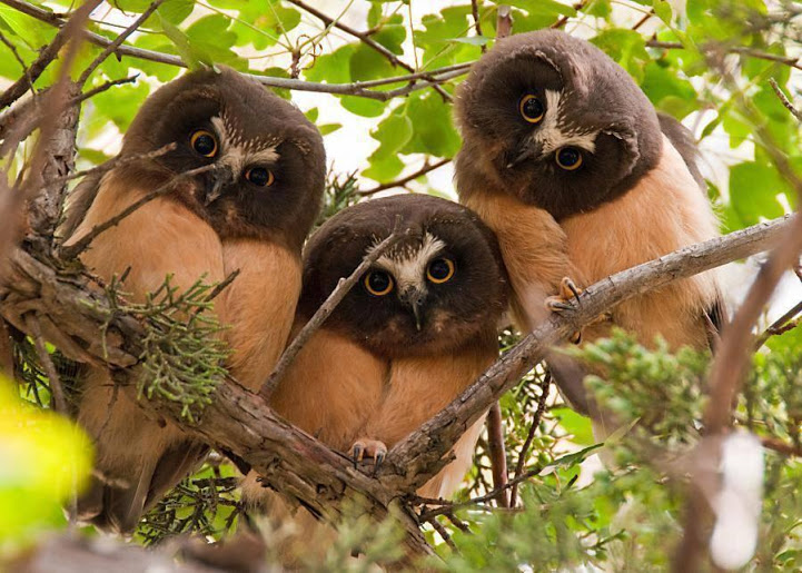 3 owl faces