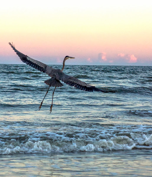 blue heron takeoff