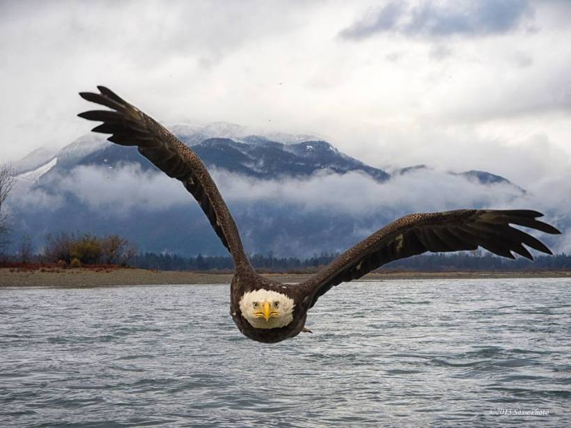 eagle flight over water