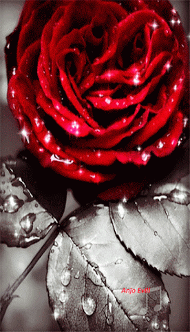 glistening rose