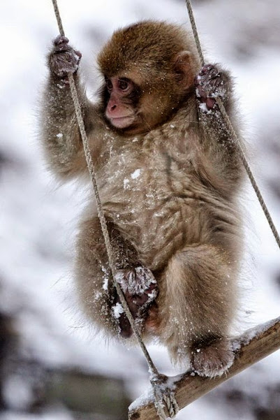 japanese baby macaque