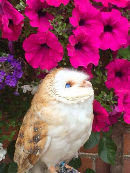 owl admiring flowers