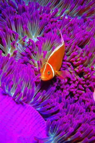 purple anenome fish