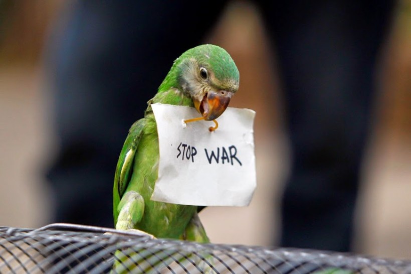 stop war parrot