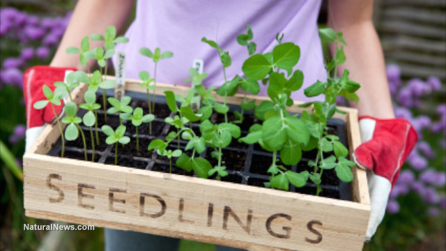 Woman-Garden-Farm-Seedlings-Soil-Plants