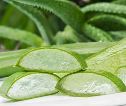 aloe vera