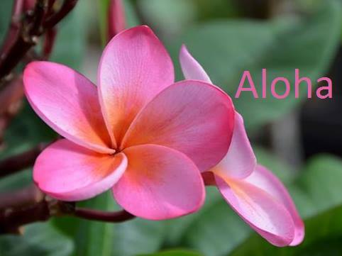 aloha plumeria