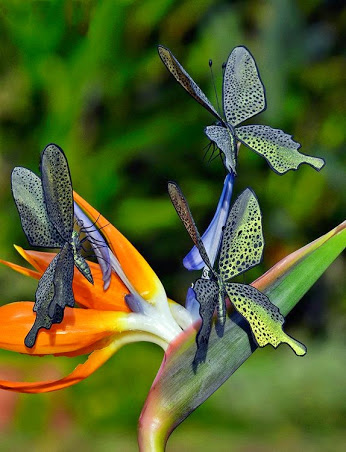 bird paradise butterflies