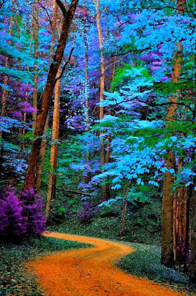Blue Trees Path, Great Smoky Mountains National Park, Tennessee