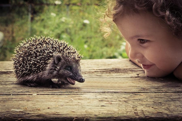 child stare hedgehog