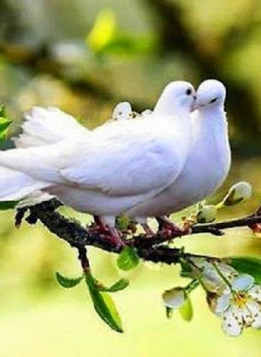 doves on a branch