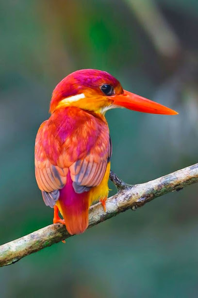 flame kingfisher