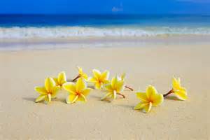 beach flowers