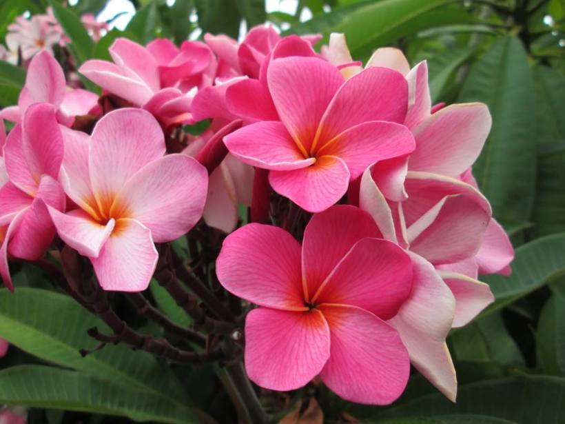 Brasilia Medina Pink Plumeria, grown from seed