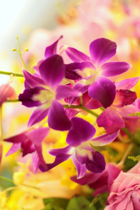 dendrobiums