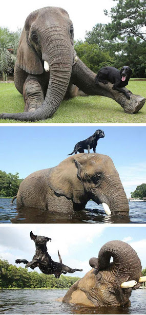 elephant dog friends