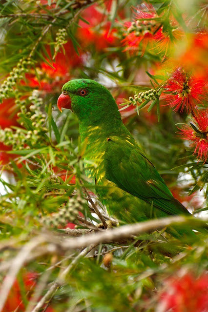 GREEN PARROT