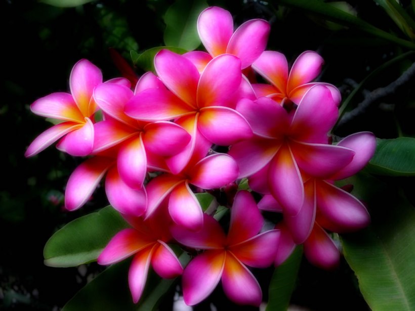 hawaii-flowers