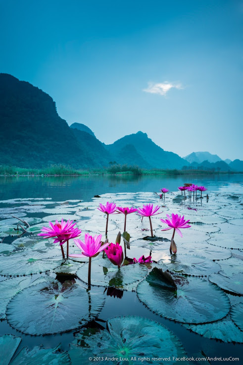morning lotus