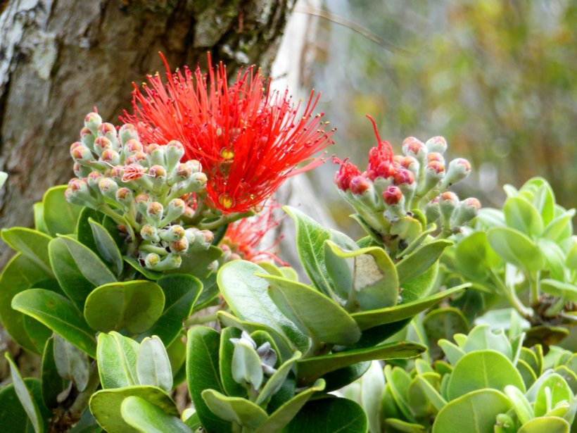 ohia_lehua_by_joeyartist-d63fn2g
