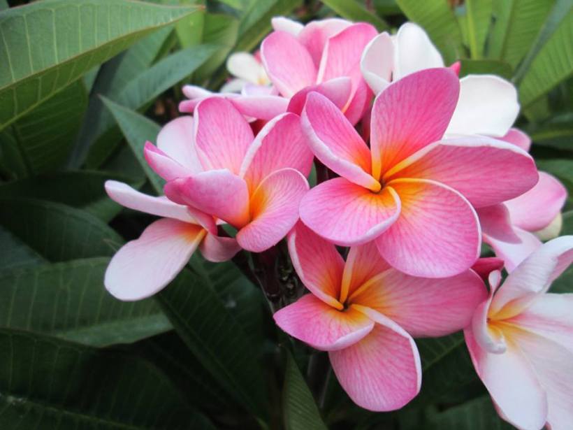 pink white plumeria