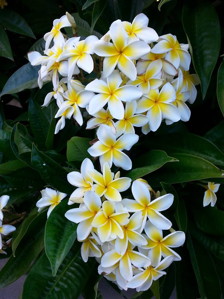 plumeria bush