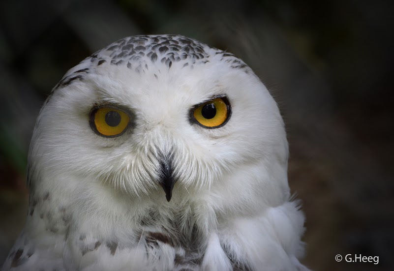snow owl
