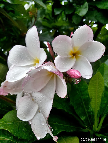 whitepinkplumeria