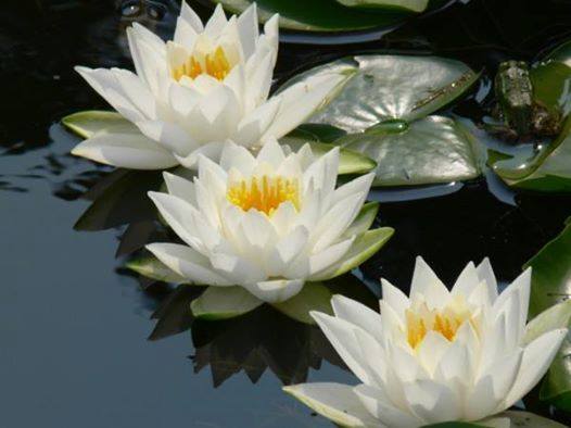 3 Lotus