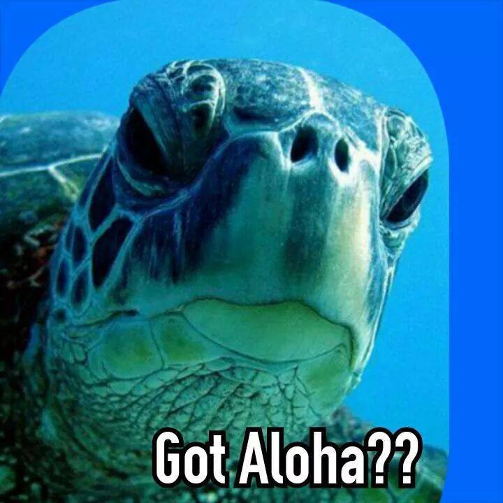 Ka Honu ~ Sea Turtle