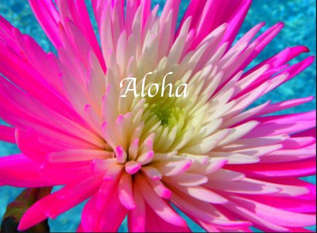 aloha pink flower