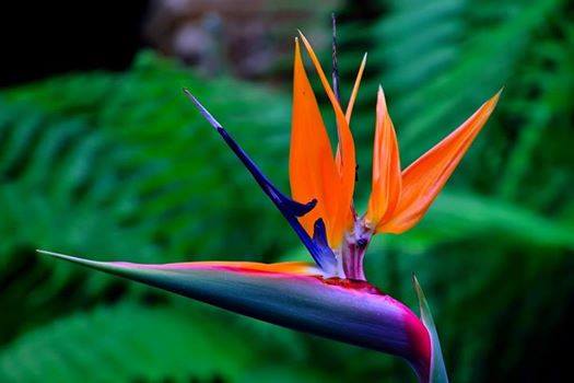 Bird of Paradise