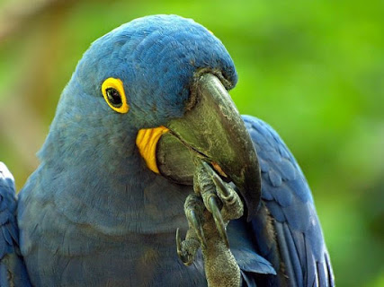 blue hyacinth closeup