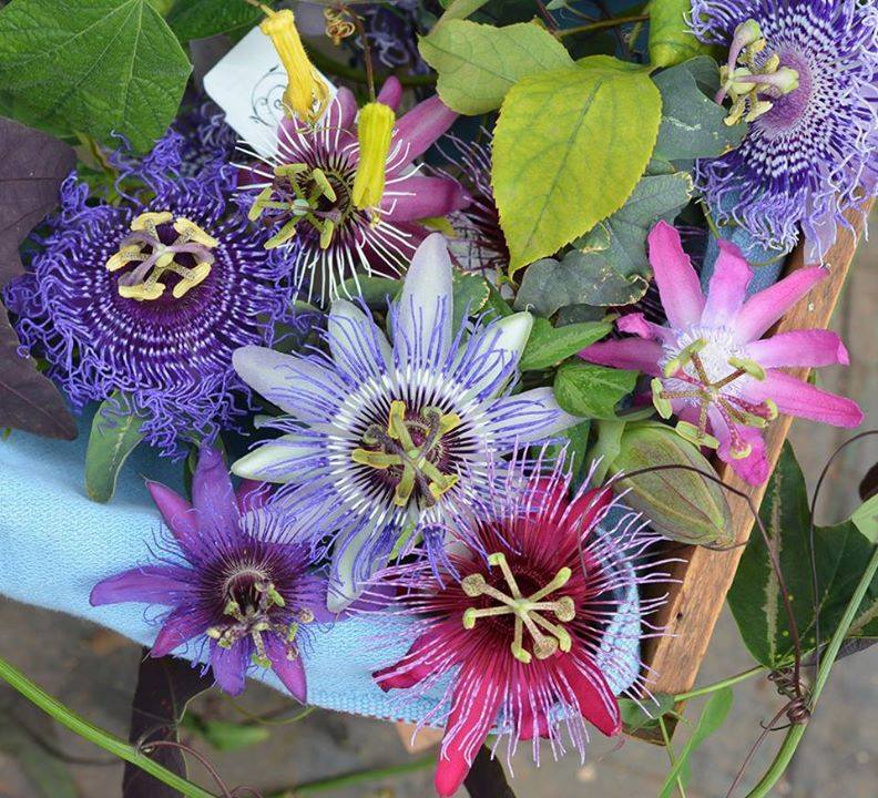 Lilikoi ~ Passion Fruit Flower