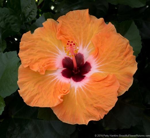 Mandarin Wind Hibiscus