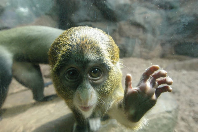 monkey hi five