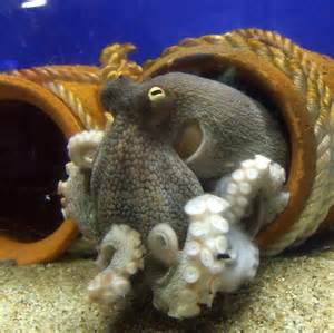 Octopus Vulgaris