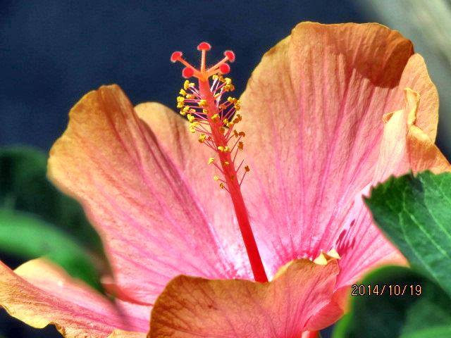 orangehibiscus