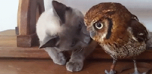 Owl and Kitty