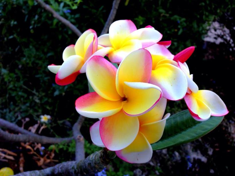rainbow plumeria