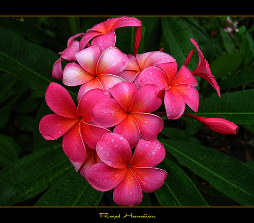Plumeria Royal Hawaiian