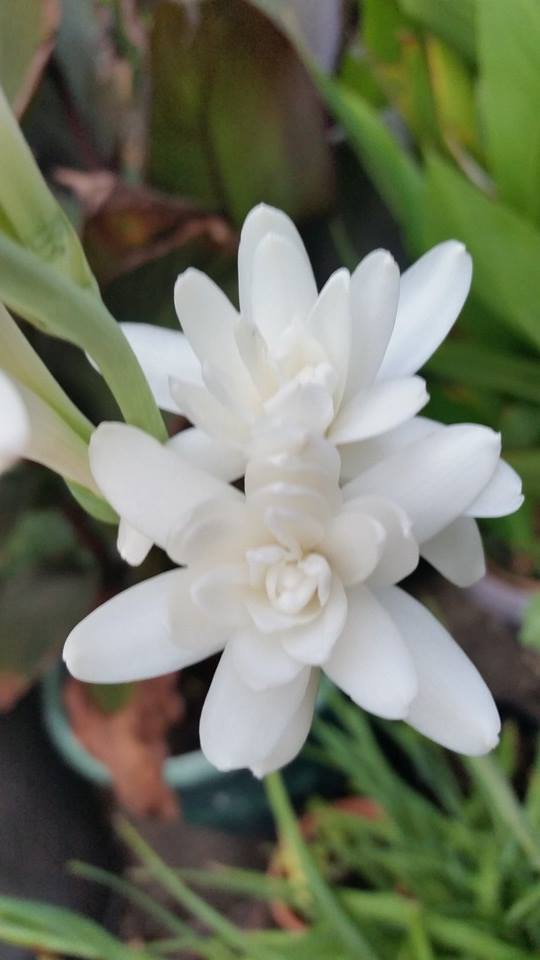 Tuberose