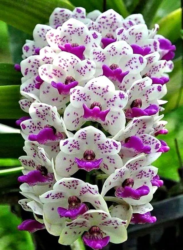 white purple orchids
