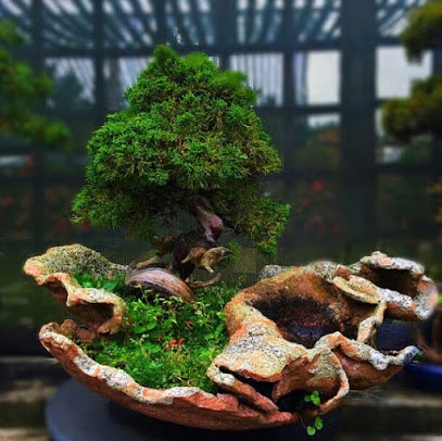 bonsai01