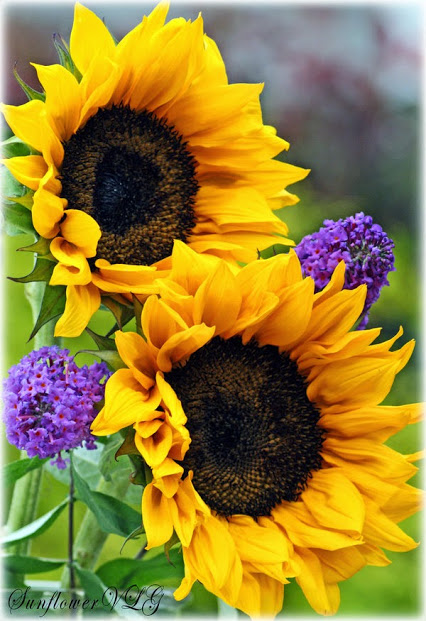 Country_Time_by_sunflowervlg